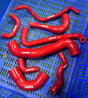Red silicone hoses with 'MMS' branding on a blue plastic tray